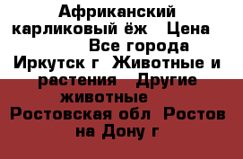 Африканский карликовый ёж › Цена ­ 6 000 - Все города, Иркутск г. Животные и растения » Другие животные   . Ростовская обл.,Ростов-на-Дону г.